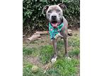 Duke, American Pit Bull Terrier For Adoption In Redlands, California