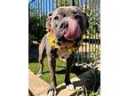 Taylor, American Staffordshire Terrier For Adoption In Redlands, California