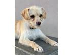 Teddy, Terrier (unknown Type, Medium) For Adoption In Novato, California