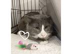 Theo, Domestic Shorthair For Adoption In St. James, Minnesota