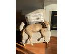 Champ, Border Terrier For Adoption In Lynnwood, Washington
