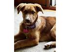 Gypsy, Terrier (unknown Type, Medium) For Adoption In Warrenton, Missouri