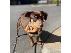 Scooby, Dachshund For Adoption In Lynnwood, Washington