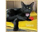 Selana See Also Sierra, Domestic Shorthair For Adoption In Holly Springs