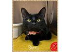 Sierra Also See Selana, Domestic Shorthair For Adoption In Holly Springs