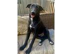 Dot, Labrador Retriever For Adoption In Phoenix, Arizona