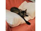 Chivell, Domestic Shorthair For Adoption In Toronto, Ontario