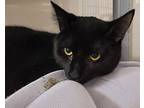 Pablano, Domestic Shorthair For Adoption In Toronto, Ontario