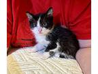 Cow Belle, Domestic Shorthair For Adoption In Ferndale, Michigan