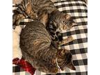 Leo (& Oliver) Declawed, Domestic Shorthair For Adoption In Fairlawn, Ohio