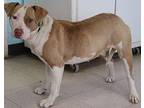 Kate, Terrier (unknown Type, Medium) For Adoption In Forrest City, Arkansas