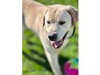 Porter, Labrador Retriever For Adoption In East Greenville, Pennsylvania