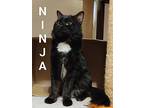 Ninja, Maine Coon For Adoption In Winter Haven, Florida