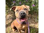 Imani, American Pit Bull Terrier For Adoption In Oakland, California