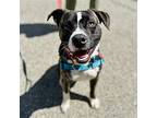 Wallace, American Pit Bull Terrier For Adoption In Oakland, California