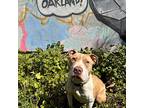 Daiquiri, American Pit Bull Terrier For Adoption In Oakland, California