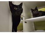 Gunner & Jett, Domestic Shorthair For Adoption In Calabasas, California