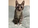 Remi, Domestic Shorthair For Adoption In Yuba City, California