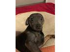 Tyson Ali, Terrier (unknown Type, Small) For Adoption In Zuni, Virginia