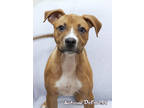 Autumn Deforest, American Pit Bull Terrier For Adoption In Mason, Michigan