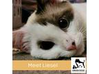 Liesel, Siamese For Adoption In Luling, Texas