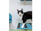 Dawson, Domestic Shorthair For Adoption In Kalamazoo, Michigan