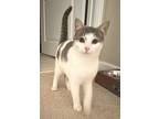 Mr. Kitters, Domestic Shorthair For Adoption In Manahawkin, New Jersey