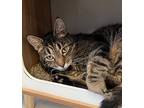 Frisky, Domestic Shorthair For Adoption In W. Windsor, New Jersey