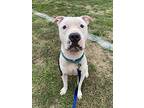 Harvey, American Staffordshire Terrier For Adoption In W. Windsor, New Jersey