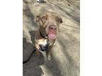 Shontay, American Pit Bull Terrier For Adoption In Indianapolis, Indiana