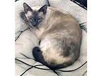 Lex, Siamese For Adoption In Sussex, New Jersey