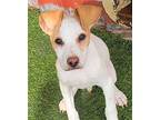 Valentine, Terrier (unknown Type, Medium) For Adoption In Carrollton, Texas