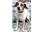 Ollie, Jack Russell Terrier For Adoption In Bridgeton, Missouri