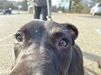 Ollie, Labrador Retriever For Adoption In Redding, California