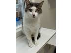 Holland, Domestic Shorthair For Adoption In Raleigh, North Carolina