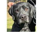 Rebel, Labrador Retriever For Adoption In Gillsville, Georgia