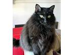 Sadie, Domestic Longhair For Adoption In Laguna Woods, California