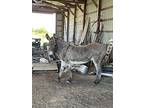 Ethel, Donkey/mule/burro/hinny For Adoption In Dewey, Illinois