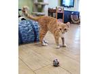 Cheeto, Domestic Shorthair For Adoption In Scottsburg, Indiana