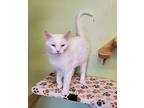 Snow White, Domestic Shorthair For Adoption In Scottsburg, Indiana