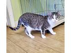 Belle, Domestic Shorthair For Adoption In Scottsburg, Indiana
