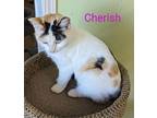 Cherish, Calico For Adoption In Scottsburg, Indiana