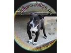 Athena, American Staffordshire Terrier For Adoption In Grove, Oklahoma