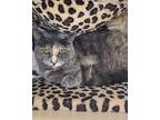 Fernanda, Domestic Shorthair For Adoption In San Dimas, California