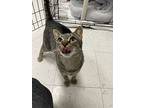 Uma, Domestic Shorthair For Adoption In Oakland, New Jersey