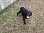 Daryl, Labrador Retriever For Adoption In Ola, Arkansas