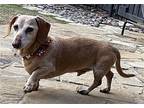 Shannon's Charlie Brown Tx, Dachshund For Adoption In Boonton, New Jersey