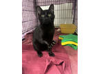 Max, Domestic Shorthair For Adoption In Twinsburg, Ohio