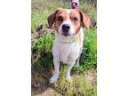 Polly, Jack Russell Terrier For Adoption In San Diego, California