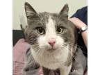Alaster, Domestic Shorthair For Adoption In Kamloops, British Columbia